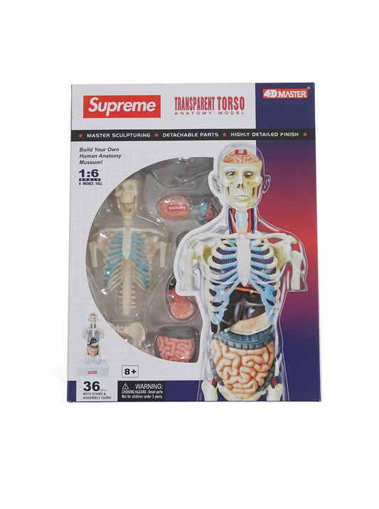 SUPREME MALE ANATOMY MODEL (BRAND NEW)